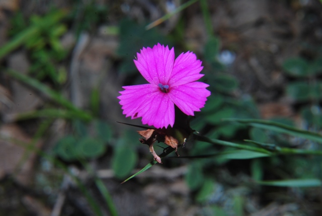 Dianthus balbisii / Garofano di Balbis